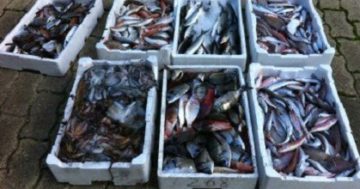 Pesce avariato: terzo sequestro in due settimane
