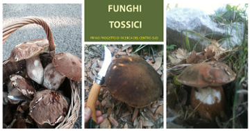 Funghi tossici: avviato importante progetto di ricerca