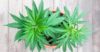 Coltivava marijuana in casa: un arresto