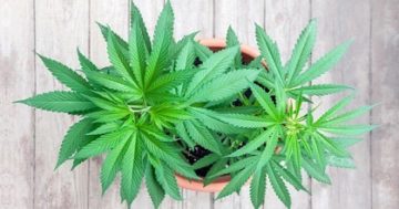 Coltivava marijuana in casa: un arresto