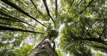Festa nazionale degli alberi: candidatura Unesco per i faggi del Gargano