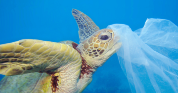 Salvare il mare e il pianeta dalla plastica