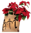 AIL - Stelle di Natale