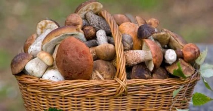 Corso di formazione per la raccolta funghi