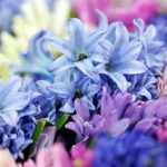 fiori