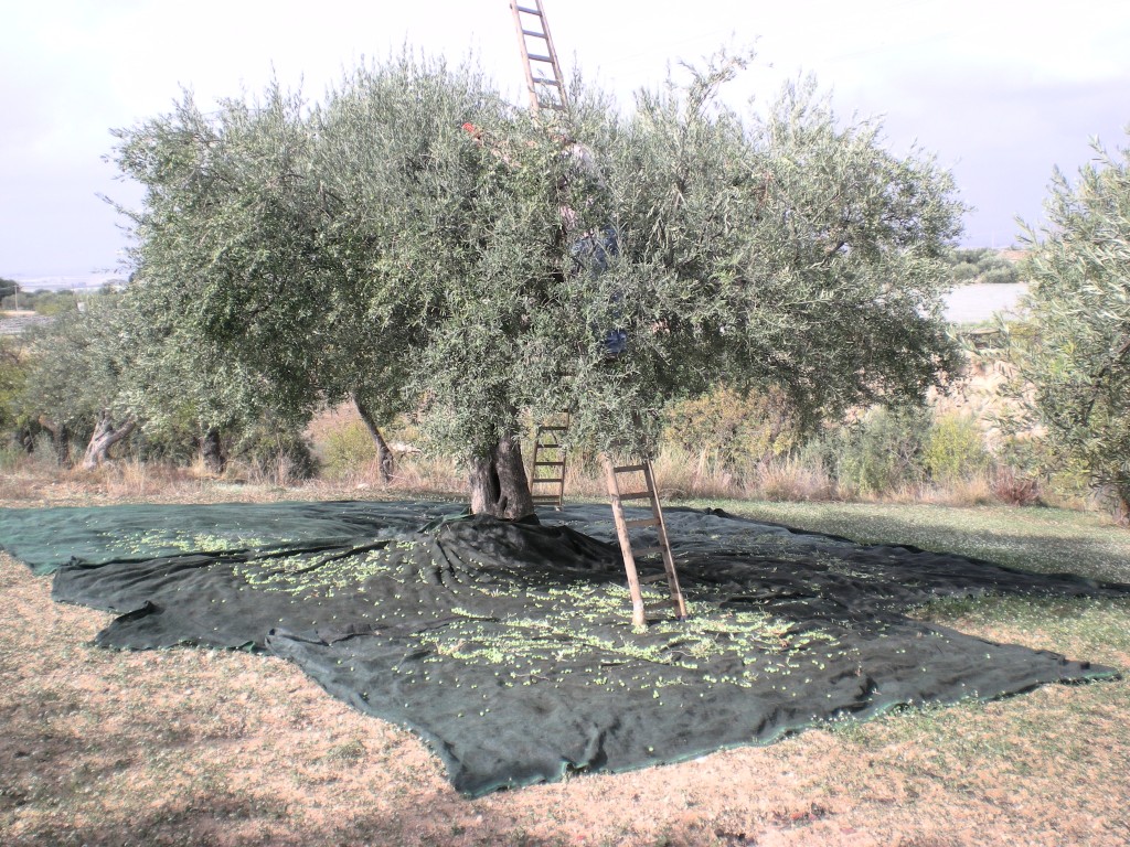 I tanti perché dell’Ulivo sul Gargano