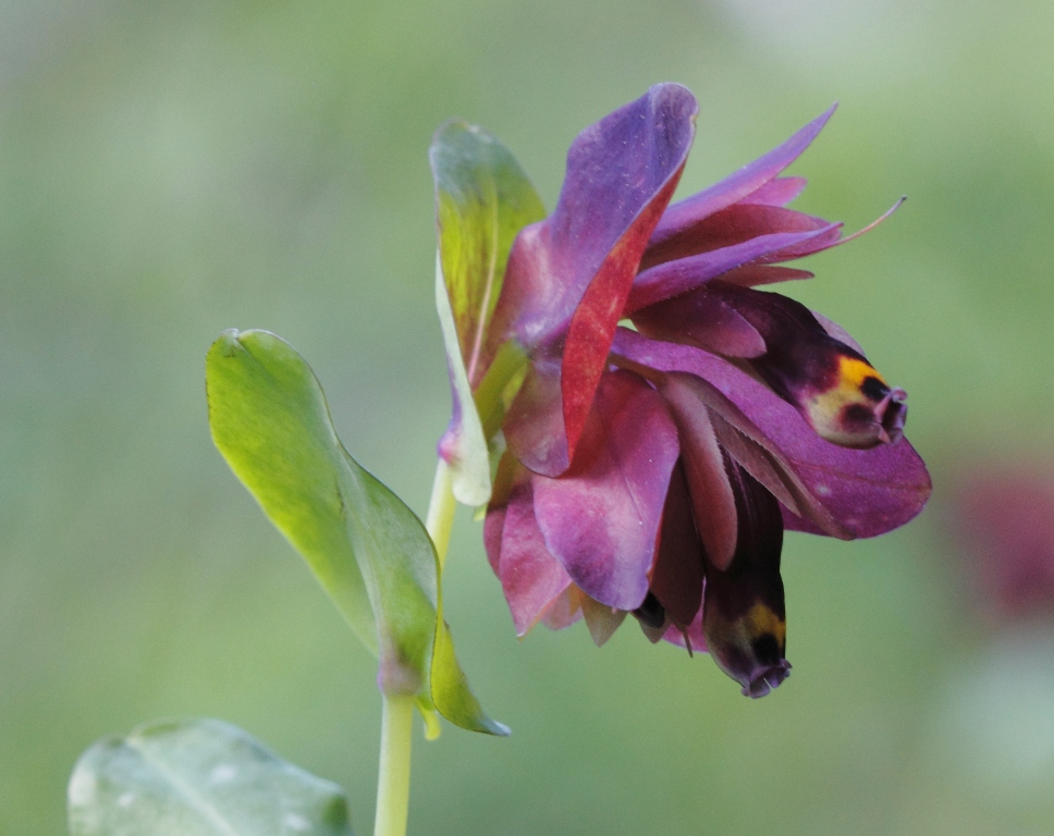 Un gioiello botanico nella Valle dell’Inferno