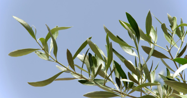 Benedizione delle Palme per i bimbi della ‘Melchionda’
