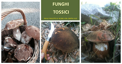Funghi tossici: avviato importante progetto di ricerca
