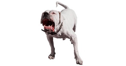 Pitbull aggressivi, ancora un caso