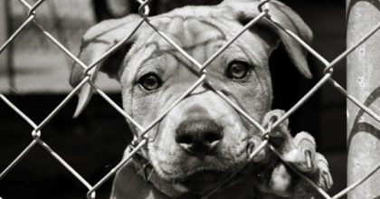Progetto Zero cani in canile
