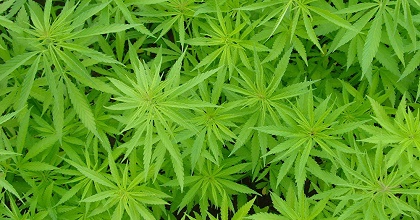 Marijuana nascosta tra la boscaglia, maxisequestro della polizia