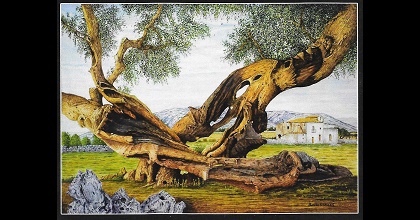 Le forme della natura: l’ulivo