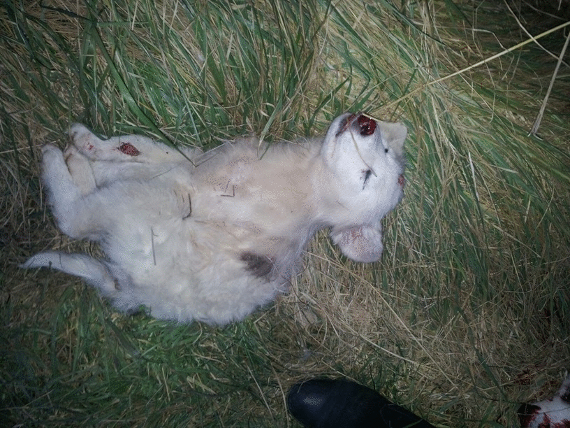 Cuccioli di cani massacrati