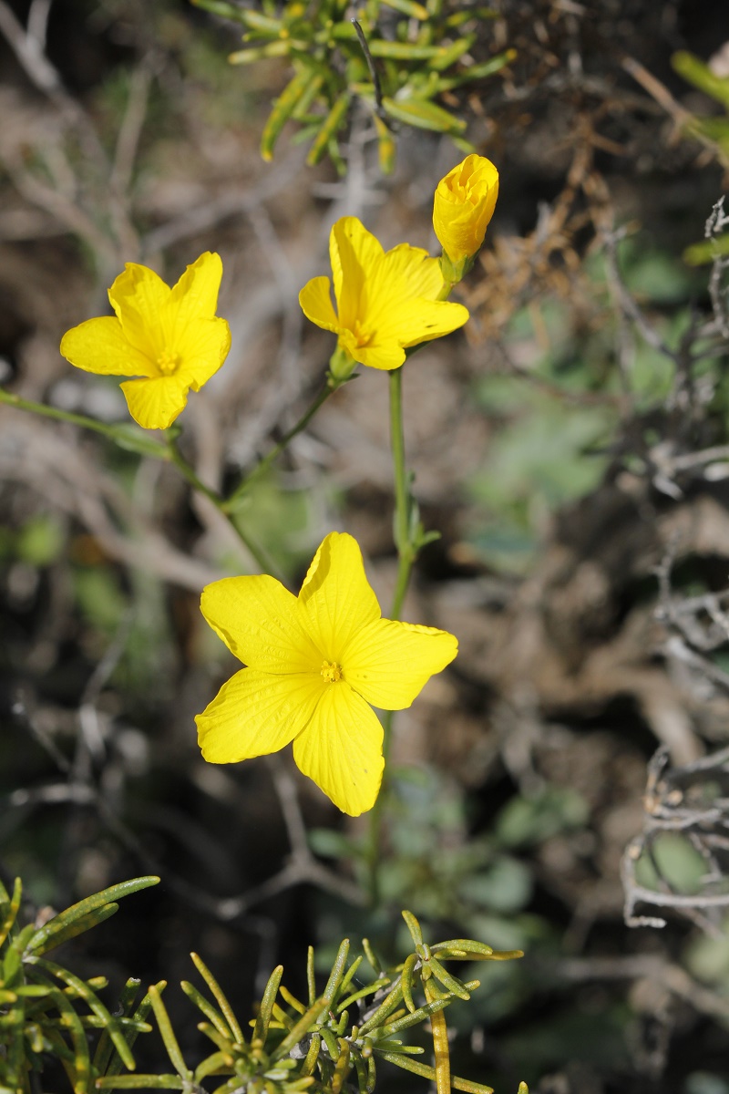 Linum elegans sul Gargano