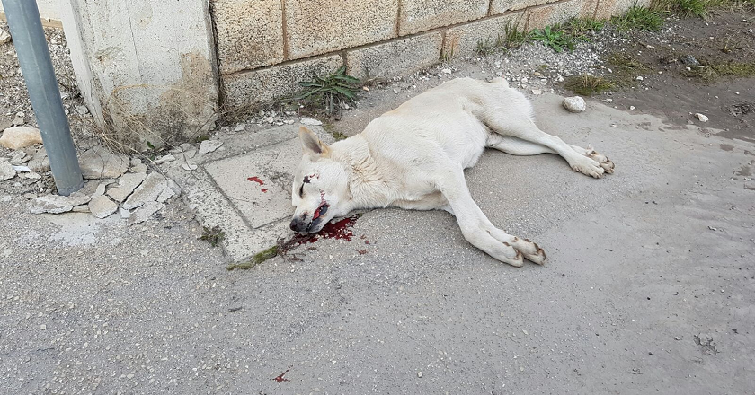 Cane investito e ucciso sulla circonvallazione