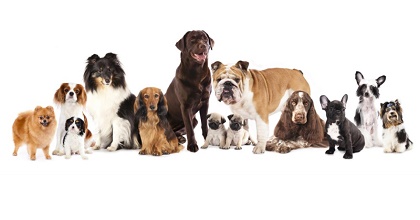 Esposizione Canina Nazionale