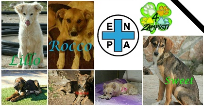 Cani avvelenati: un anno fa la macabra scoperta