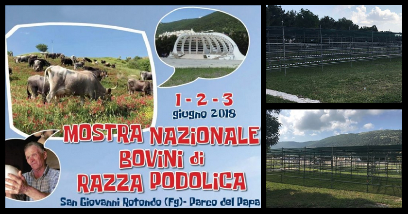 La vacca podolica in mostra al ‘Parco del Papa’. Pennelli: “Follia amministrativa”