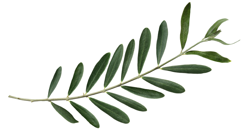 DOMENICA DELLE PALME