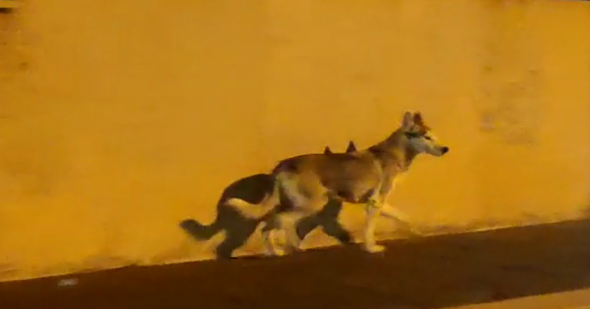 “Lupo” avvistato in città… ma è un Pastore Cecoslovacco