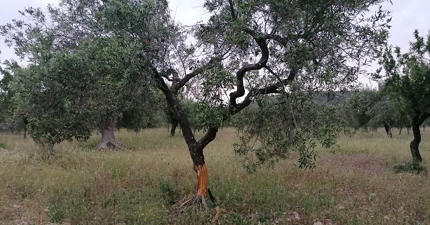 Mutilati e tagliati numerosi ulivi