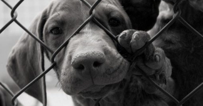 Cani morti tra le fiamme, Crisetti: “Collaborate e denunciate”