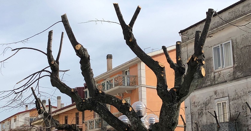 Ancora alberi capitozzati