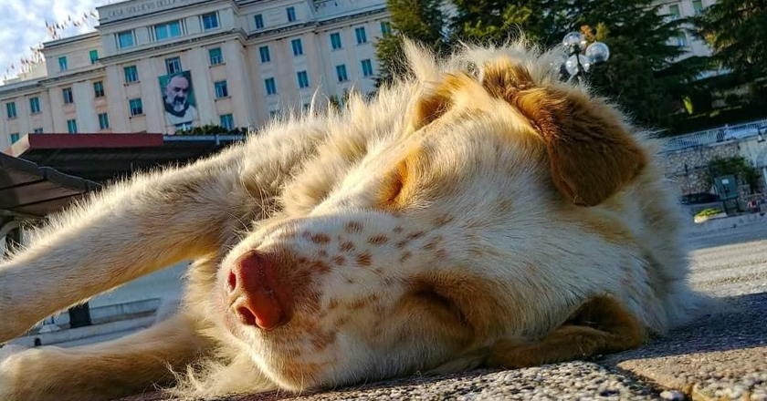 Shock in città, ucciso il “cane del pellegrino”