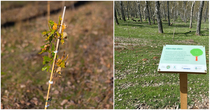 Riforestato il pioppeto di “Pantano”
